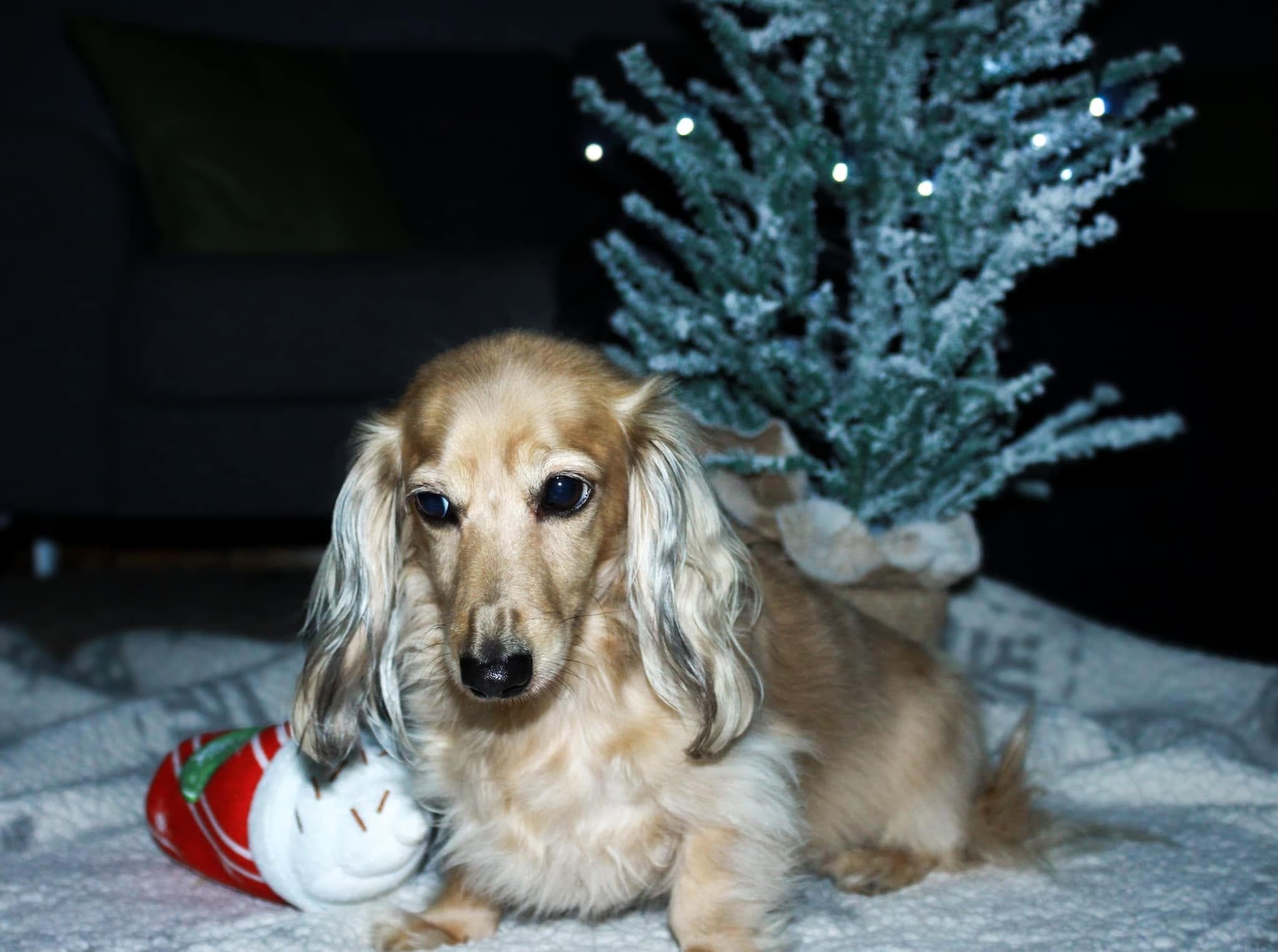 Fluffy dachshund posing by a frosted Christmas tree